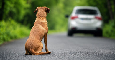 Motorista que abandonar animal poderá perder CNH por até 18 meses