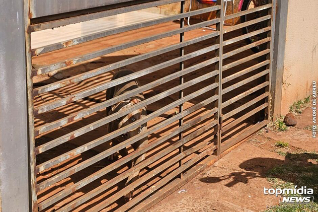 Mulher tem cães e gatos assassinados com suspeita de envenenamento em Dourados