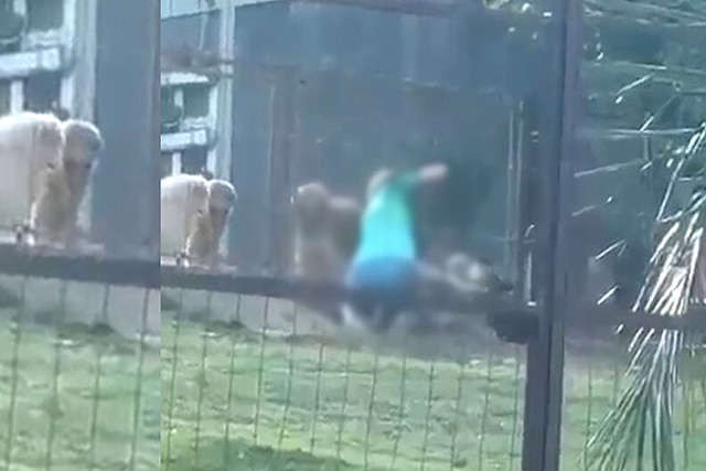 Cachorro morre em suposta briga e mulher aparece em vídeo batendo no animal em Bonito
